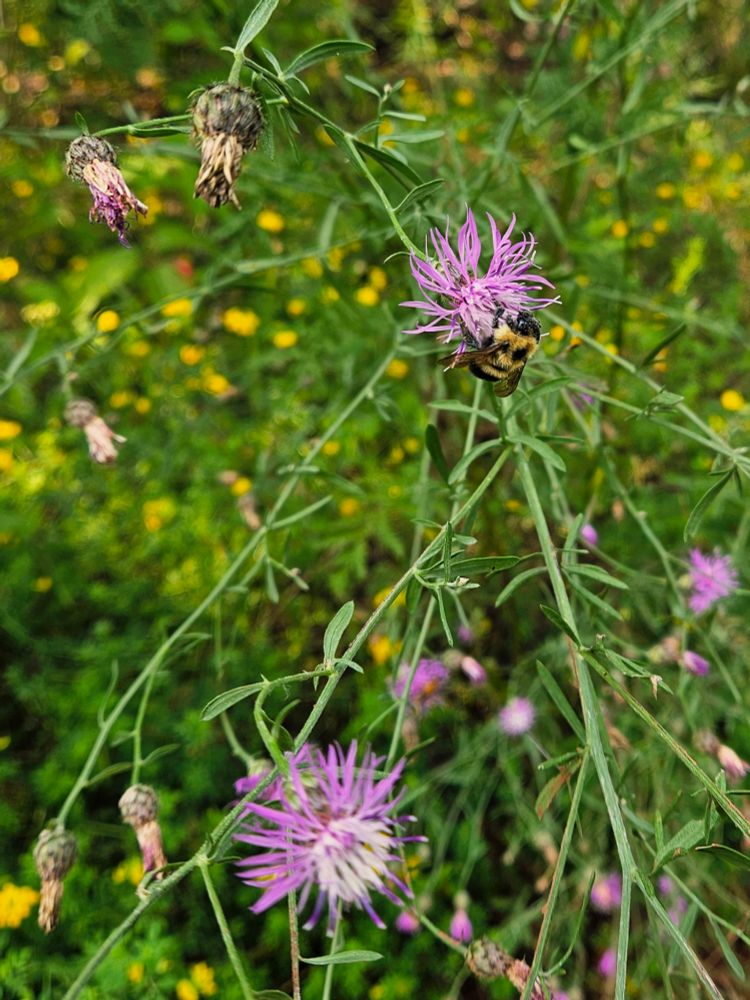 A bumblebee landed on a knapweed flower
