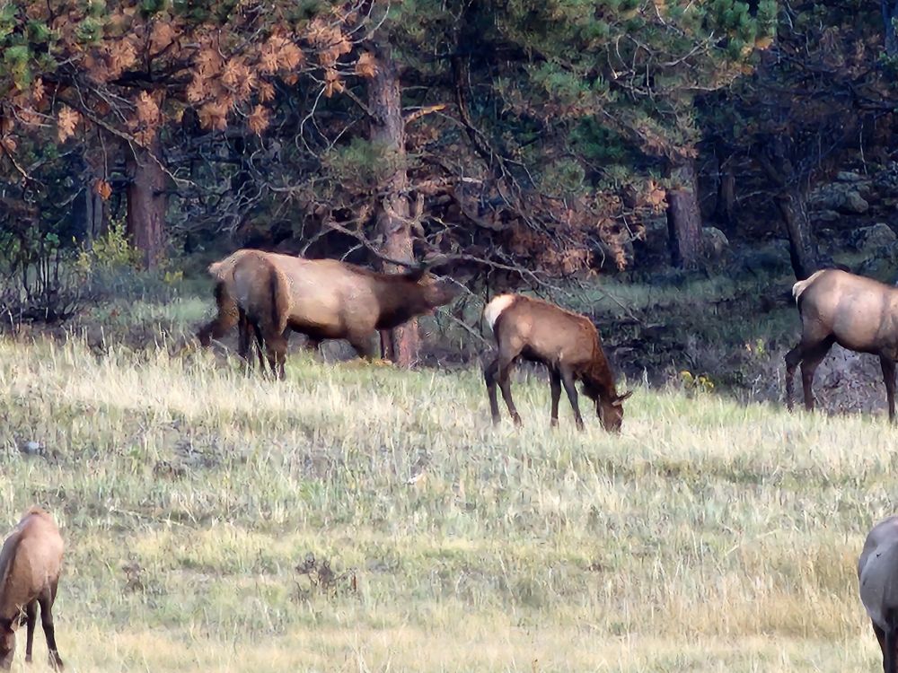 Elk herd stands at the edge of an evergreen treeline. A large buck tries to keep the herd separated from my ther bucks.