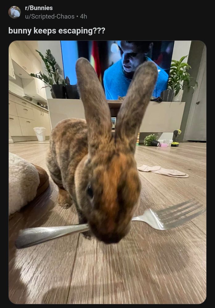 Reddit screenshot

r/bunnies
u/scripted-chaos 4h

Bunny keeps escaping???

image of a brown rabbit on the floor facing towards the camera slightly holding a silver fork in its mouth 