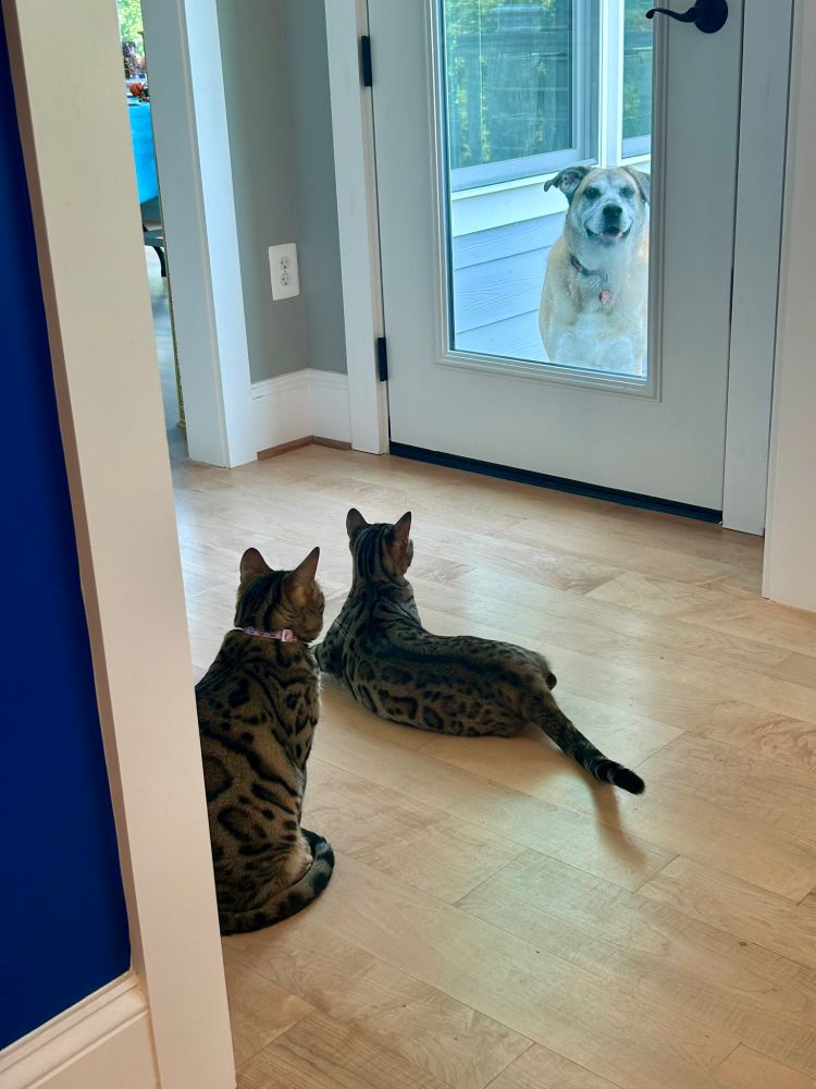 Two cats look at a dog through a glass door.