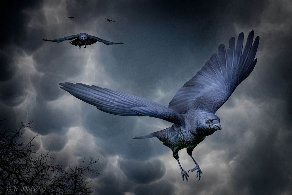 Crows defending through a stormy sky