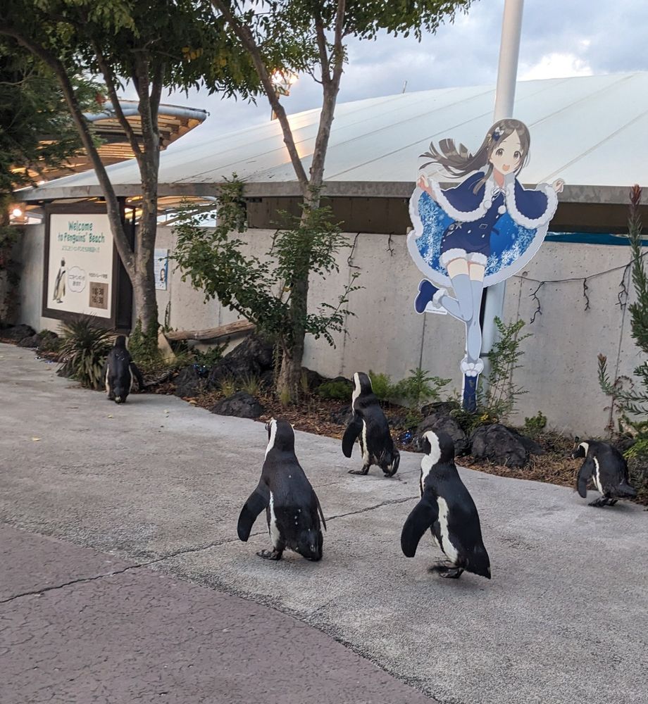 八景島シーパラダイス　ペンギンパレード
学園アイドルマスターの倉本千奈さんのパネルの前をケープペンギンがあるいている