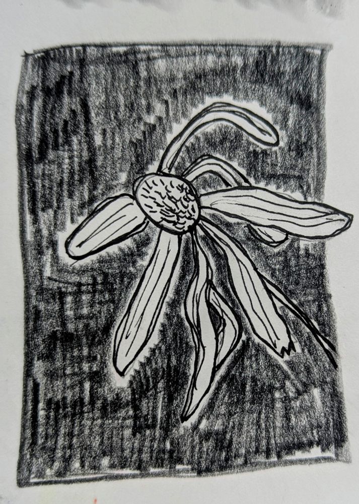 Black and white drawing of a yellow coneflower against a black background 