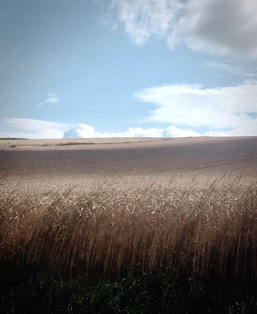 Getreidefeld mit blauem Himmel