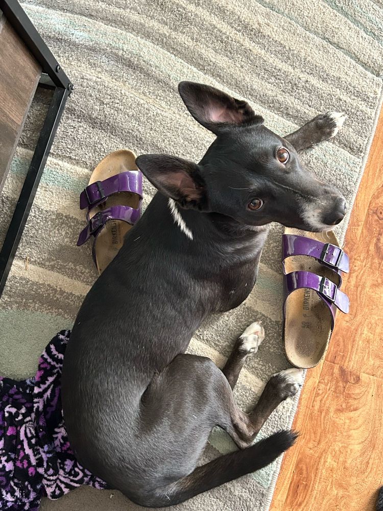 Medium black dog with white markings and large ears lays in between a pair of Birkenstock sandals
