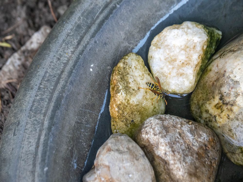 A striped black and yellow wasp on a small rock in a bigger birdbath, drinking water while staying safe