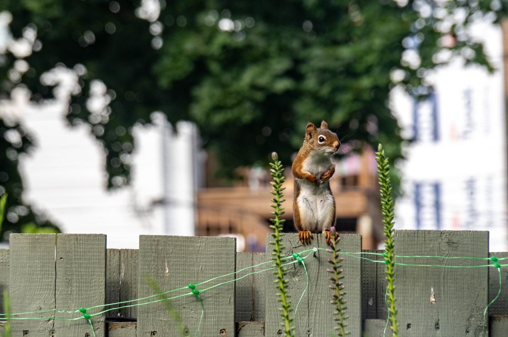 A red squirrel, standing on two feet on a wooden fence, their two little front paws in front of them, resting on their chest.