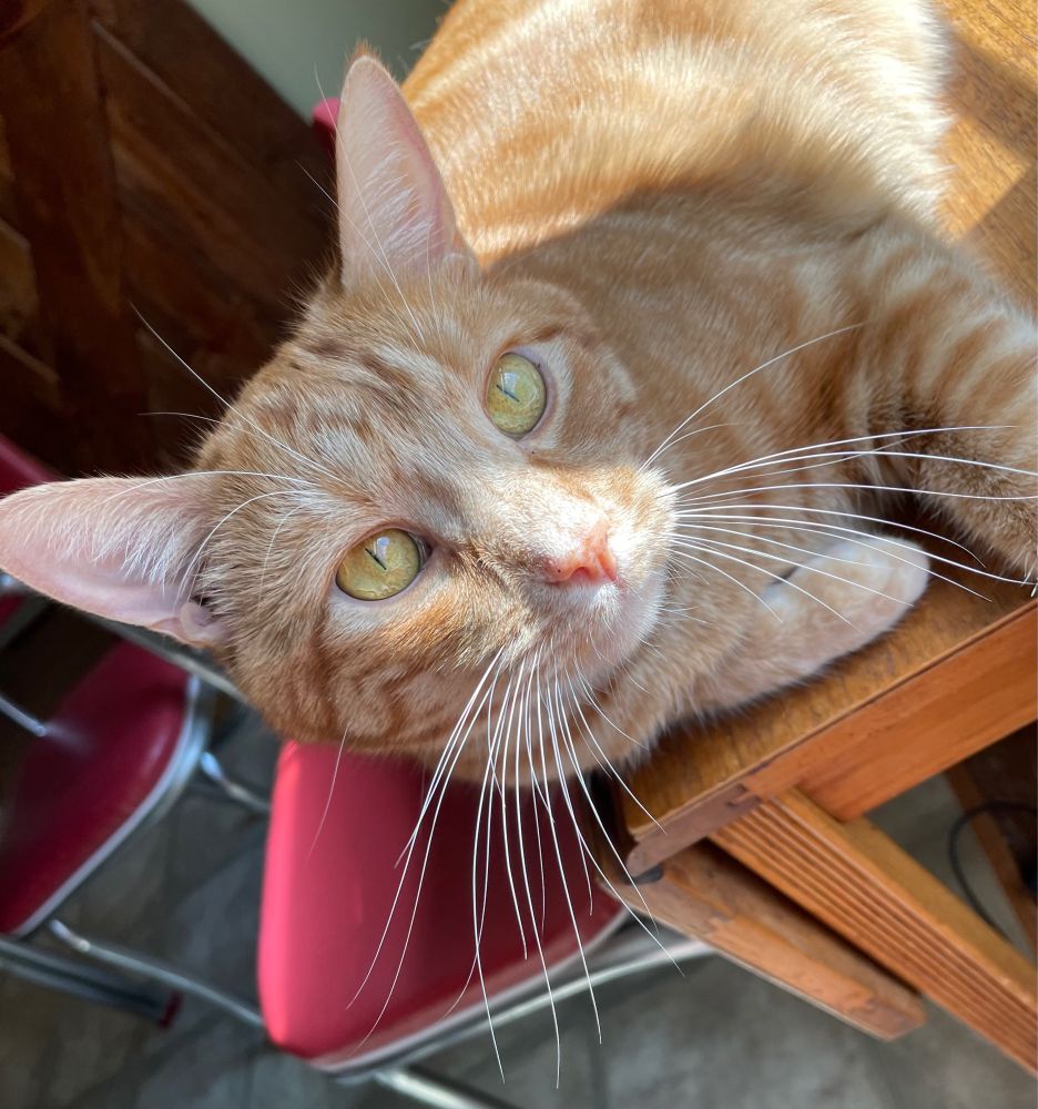 Orange cat in sunshine.