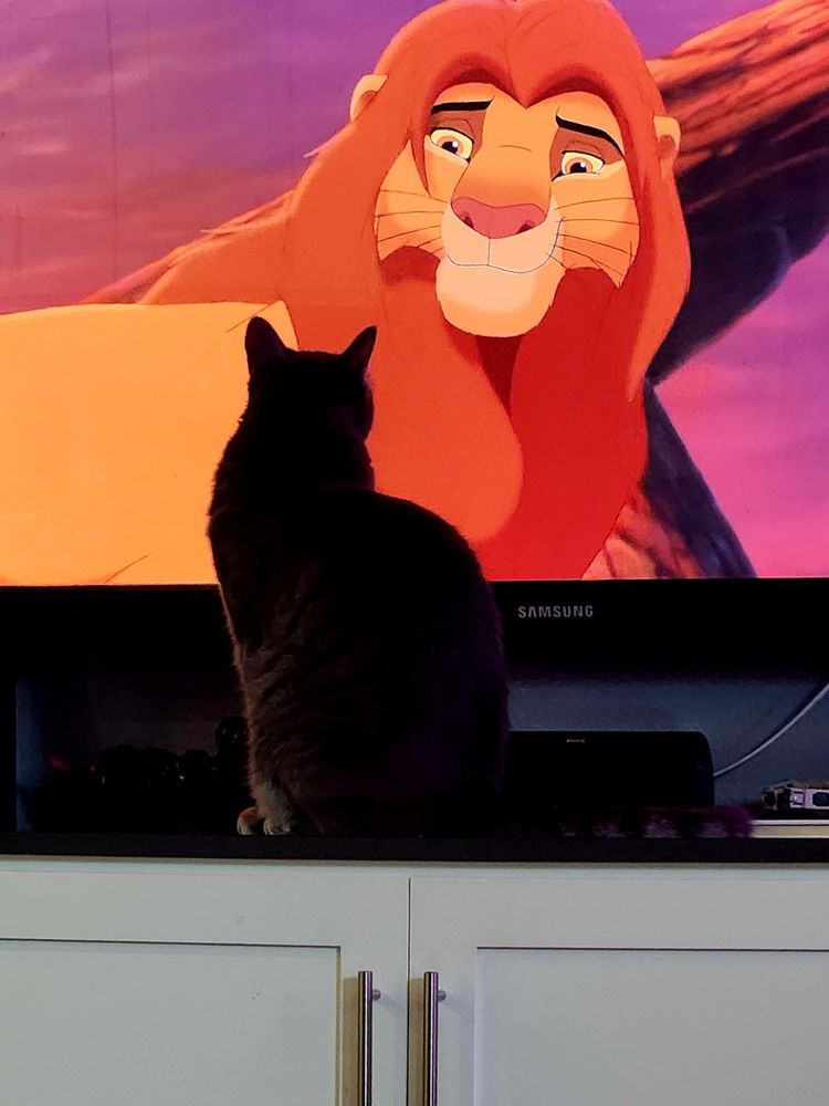 Grey tabby watching Simba on TV