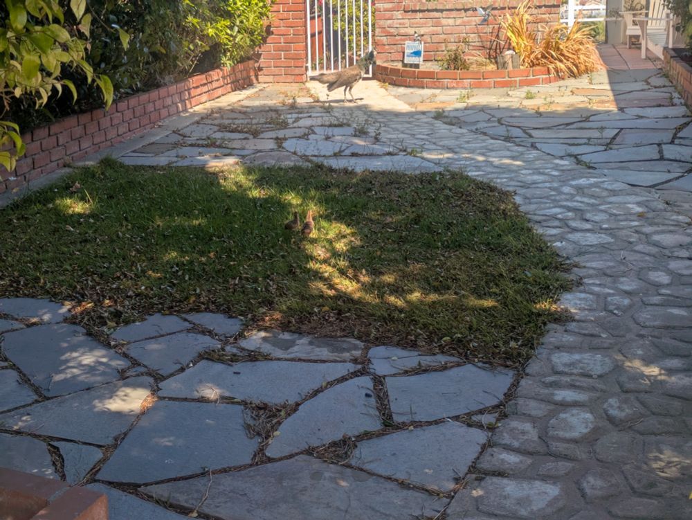 A photograph of a person's yard. It's mostly cobblestone, with a patch of grass and a brick wall in the back with a metal gate. In front of the gate is a peahen waiting for two chicks in the middle of the patch of grass.