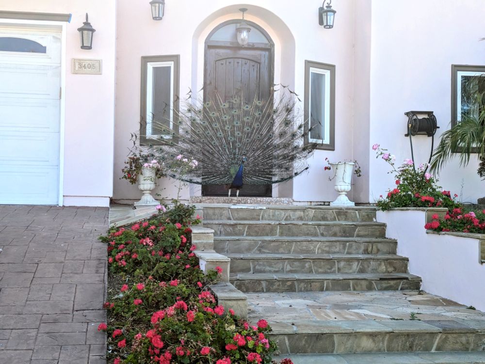 A photo of a peacock standing centered in front of the front door of a house, at the top of some stone steps. The peacock is on full display, with its tail feathers at attention.