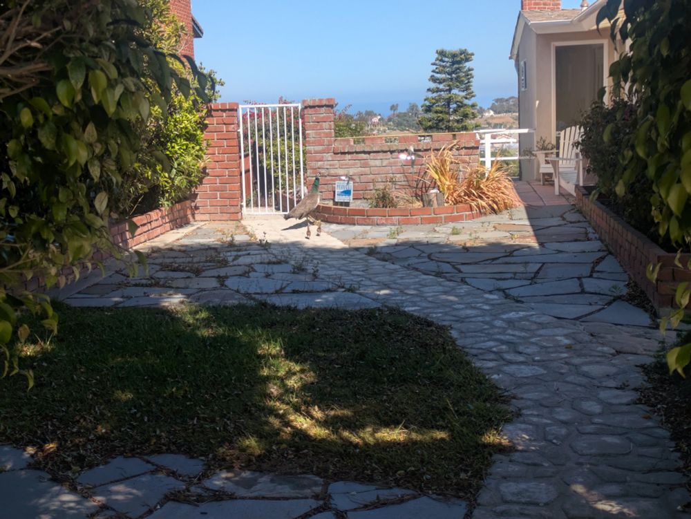 A photo of a person's yard. There's a cobblestone path running through a patch of grass and heading to a metal gate set into a brick fence. There's a peahen and two chicks just about to pass through that gate (the chicks having caught up to their mother from the previous photo).