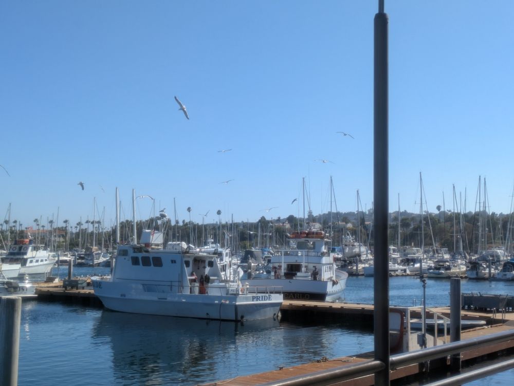 A photograph of the Cabrillo Marina, with some fishing boats docked in the center. Around the boats are a couple dozen seagulls circling overhead.