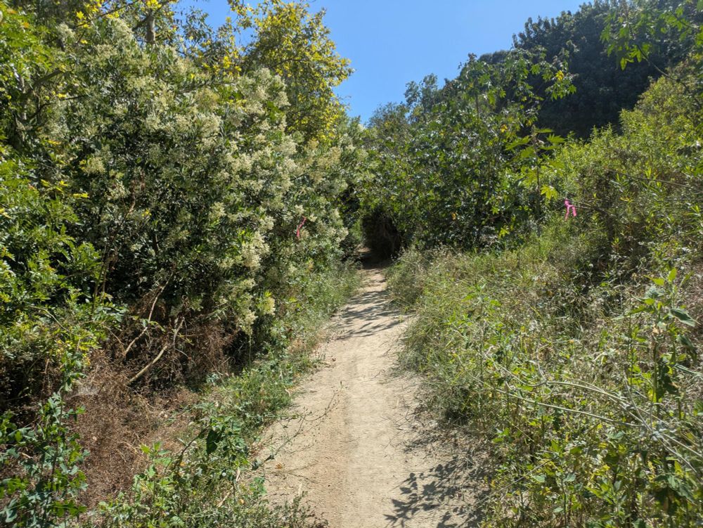 A photograph of a dirt trail running straight ahead through trees and tall brush growing up on both sides. The trail continues into the trees that cover the path, shrouding it in darkness. Above, the sky is sunny and blue.