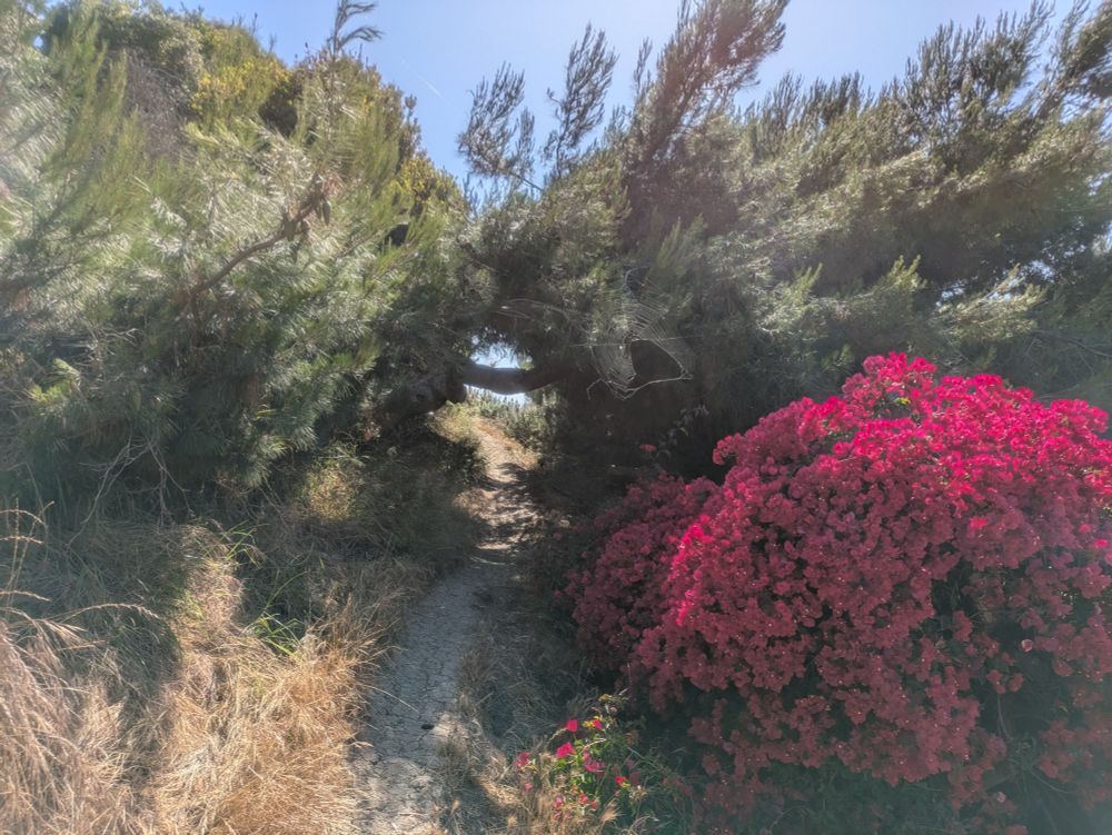 A photo of a narrow dirt trail. On the right side of the trail is a bush absolutely covered in pinkish-red flowers. There are short trees on either side and thick tree branch crossing the trail at roughly head-height. Beyond that the sky and ocean are a bright blue.