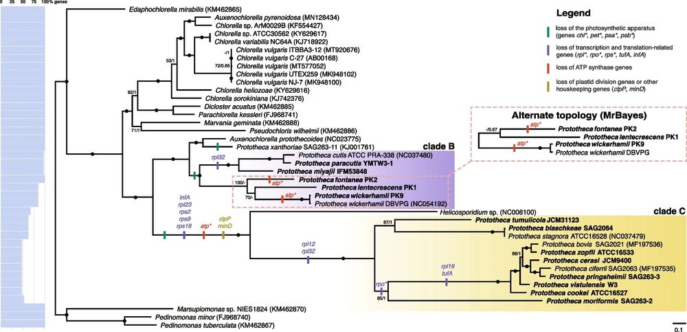 figure from the paper based on an evolutionary tree of a specific group of microbes 