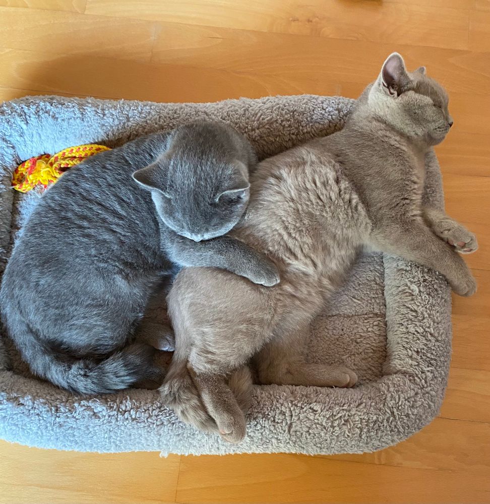 Zwei Katzen im Kuschelbett. 