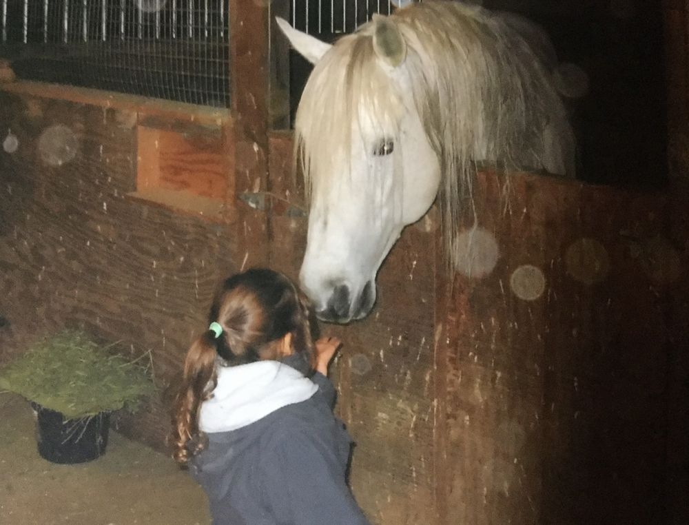 My niece giving a treat to my favorite stallion.