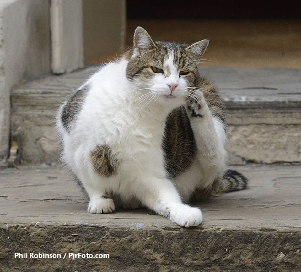 Larry scratching his ear with his rear leg