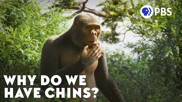 PBS Eons thumbnail showing a primate: "Why Do We Have Chins?"