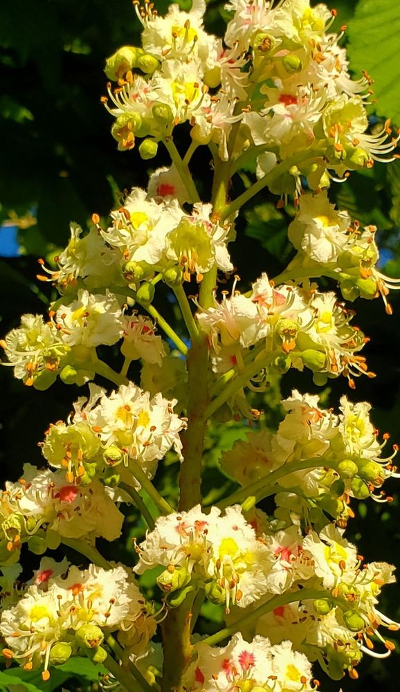 White flowers with a burst of pink bloom on a walnut tree.