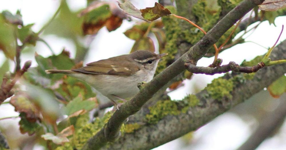 Pale-legged Leaf Warbler: new to Britain