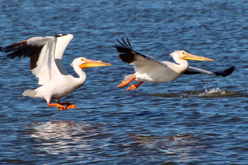 Two American white Pelicans taking to the air from the surface of Frank Lake, Alberta. Taken Sunday, June 29 at 10:15am. ISO160 | 220mm | f7.1 | 1/1000s