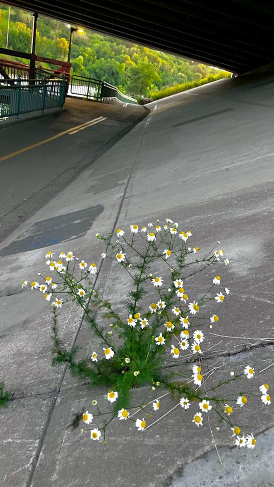 A hardy Scentless False Mayweed, emerging through a crack in a slab of concrete beneath the Crowchild Bridge in Calgary. 