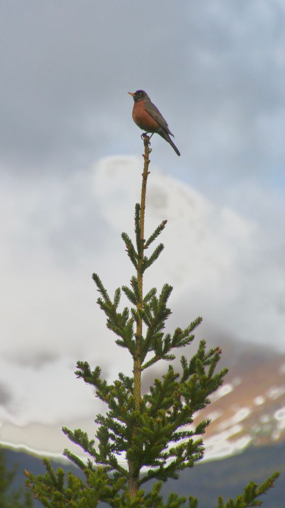 A robin in the Canadian Rockies, standing atop a coniferous tree. 