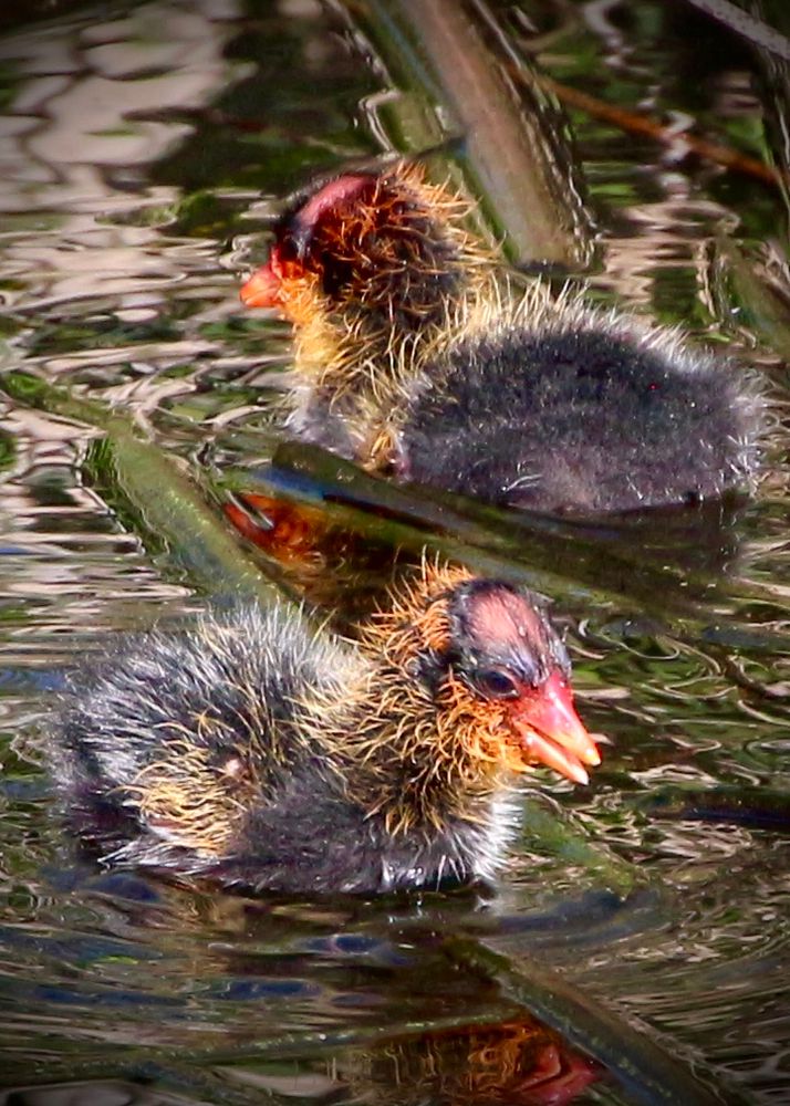Two very young Coot chicks, swimming in the safety of the tall reeds of Frank Lake, Alberta. Their mother is nearby.