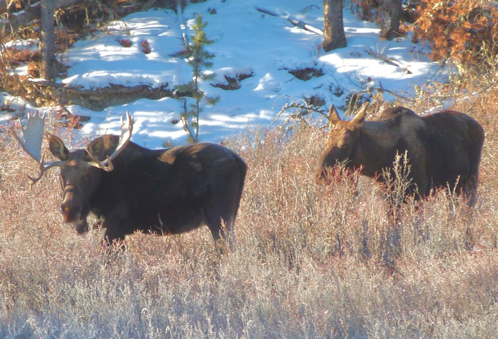 An adult moose couple in the wild. Taken in January, in a forest near Sundre, Alberta. 