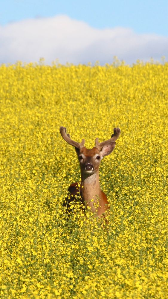 A young White-tailed deer was feeding in the middle of a canola field near Okotoks, Alberta. Taken 07/12/25. 