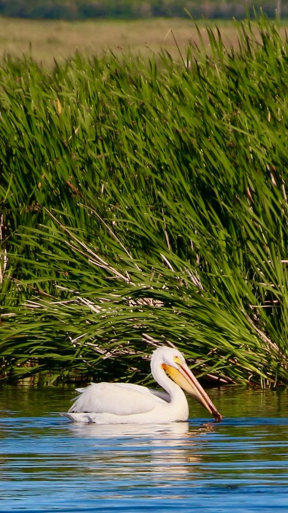 An adult American White Pelican basking in the morning sunlight near the tall grassy shore of Frank Lake, Alberta. Taken June 29, 2025. 