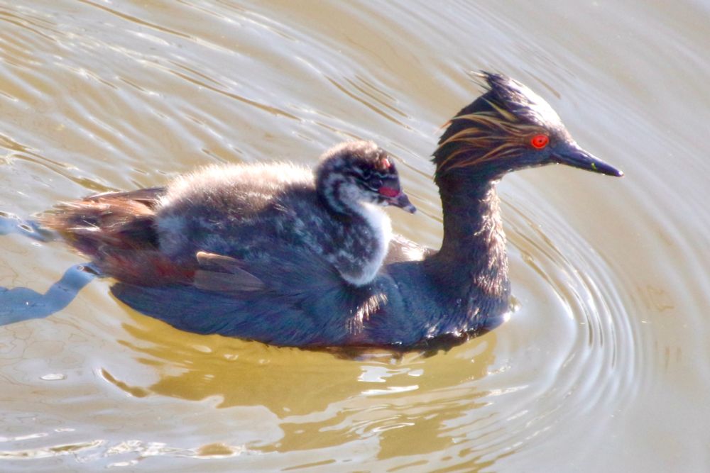 An adult Black-necked Grebe carrying one of its chicks on its back. Taken at Frank Lake, Alberta on June 29, 2025. 