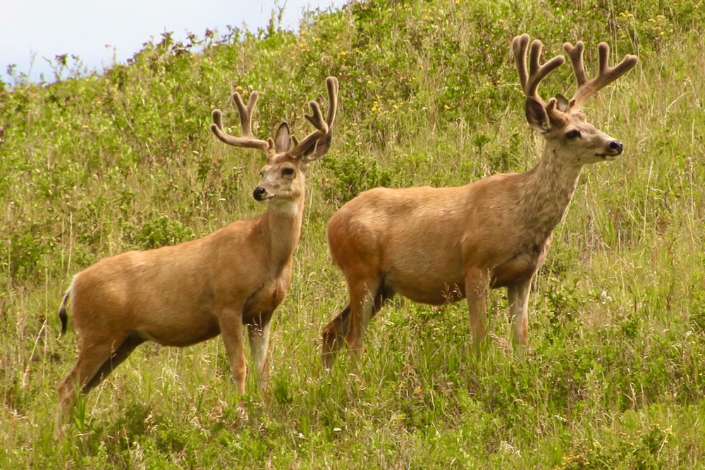 Two male White-tailed deer on a hill in a field in western Alberta. 