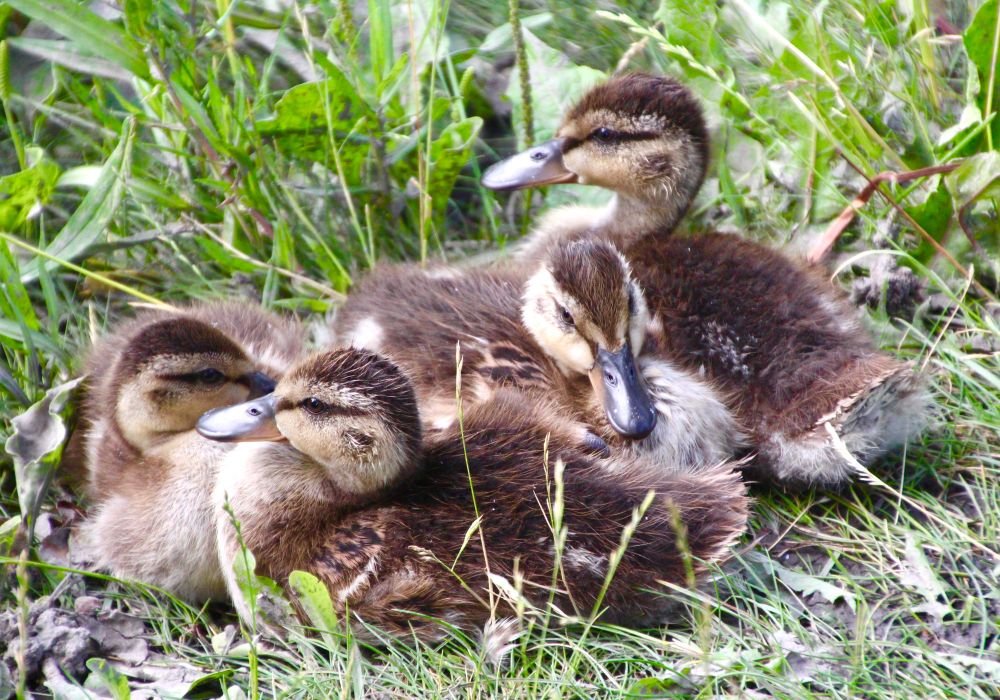 Four mallard chicks huddled together and resting on the bank of a stream in Confederation Park in Calgary. 