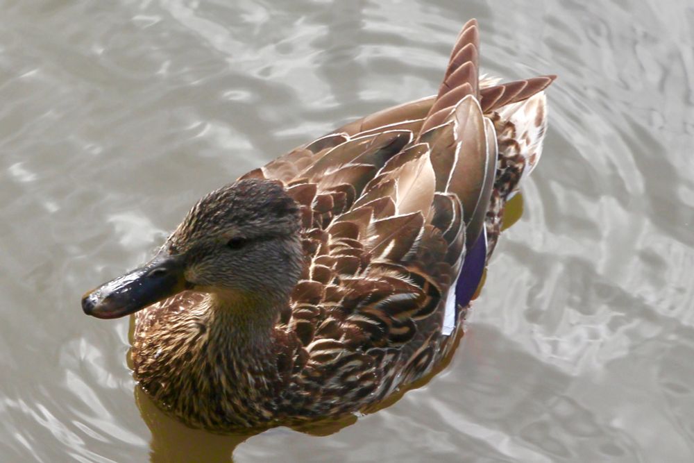 A female mallard in a stream in Confederation Park in Calgary. 