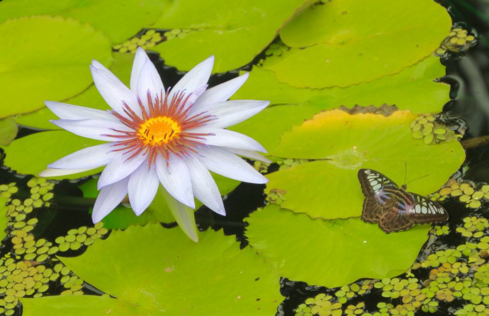 A butterfly on a waterlily. 