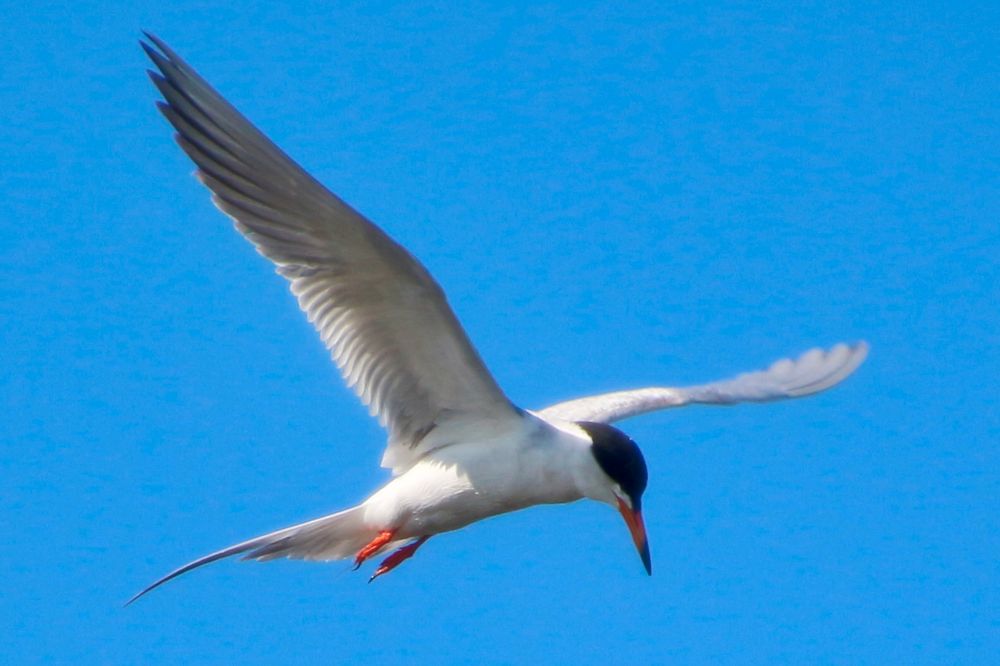 A Forster's Tern in flight. It's breeding season and thousands of these terns fly north to Alberta to mate and hatch offspring. 