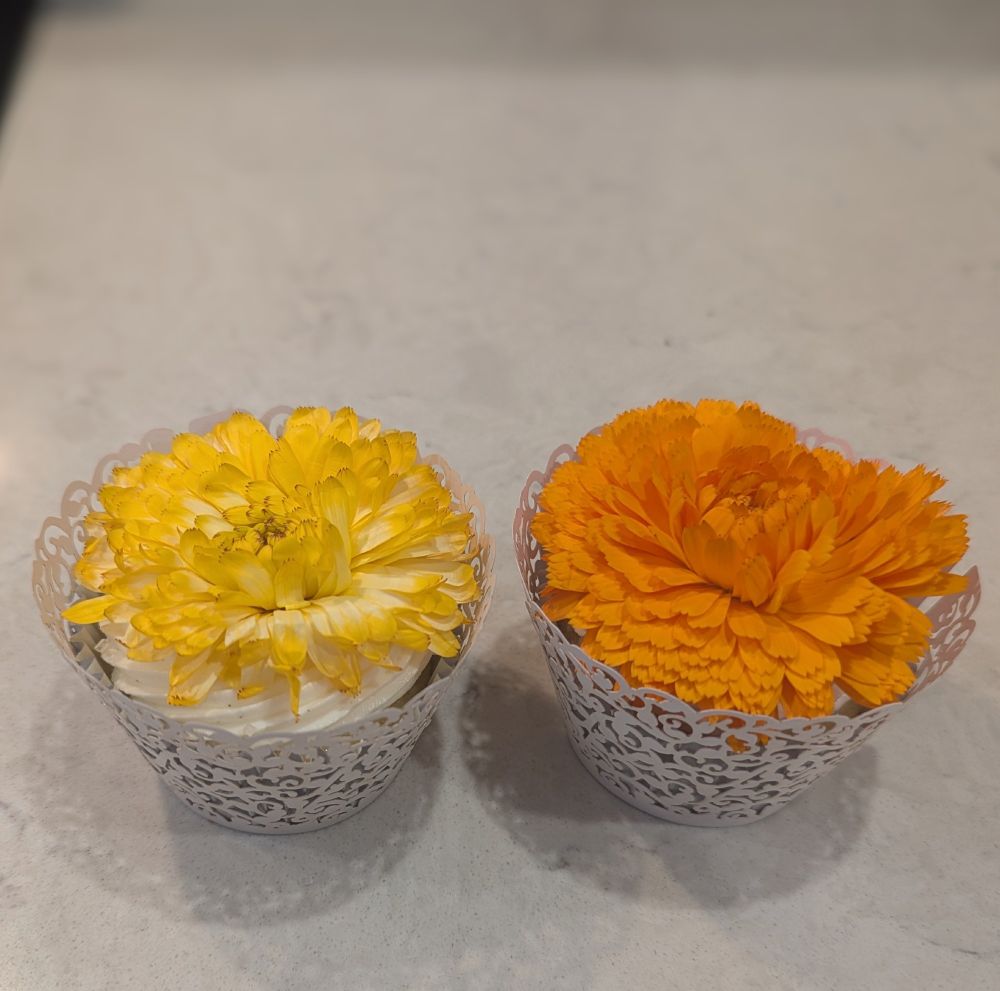A close up of 2 of the vanilla bean cupcakes sitting on a white countertop. Each has a low swirl of ridged white frosting visible around the edge of the cupcake, largely concealed by the yellow and orange petals of the flowers atop them. Each flower is almost as large as the entire surface of the cupcake, its petals reaching almost to the edge of the intricate lacy white cupcake holder. 