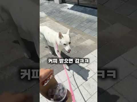 진돗개가 사람이라는 증거 (감동🥺)