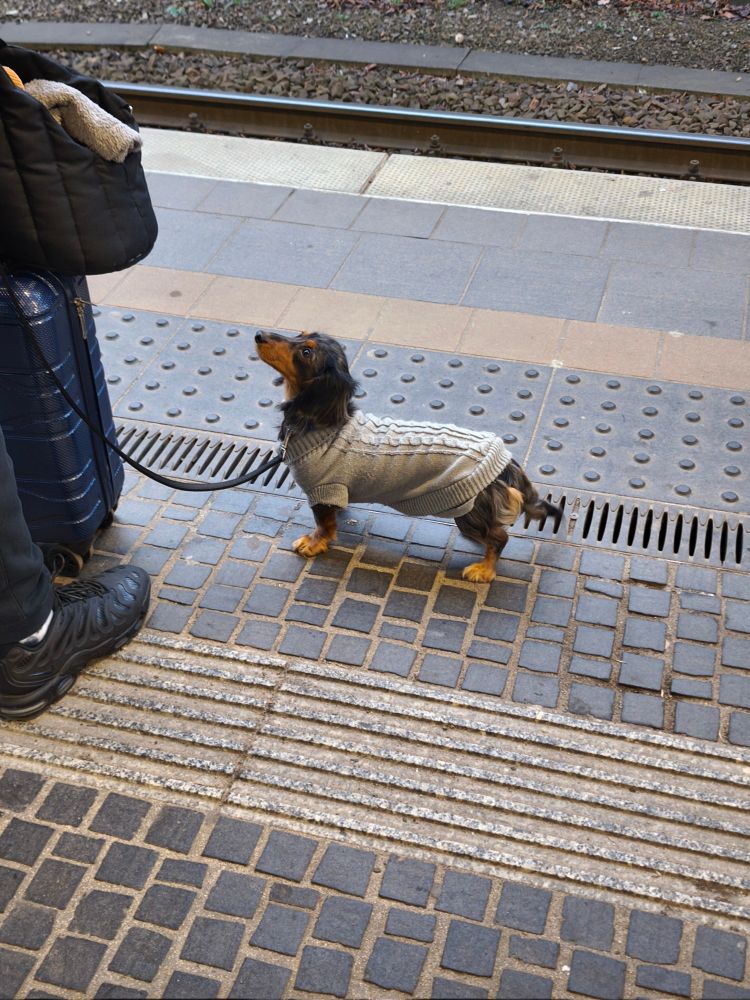 picture of a fluffy wiener dog wearing a grey sweater, looking up at their owner sweetly