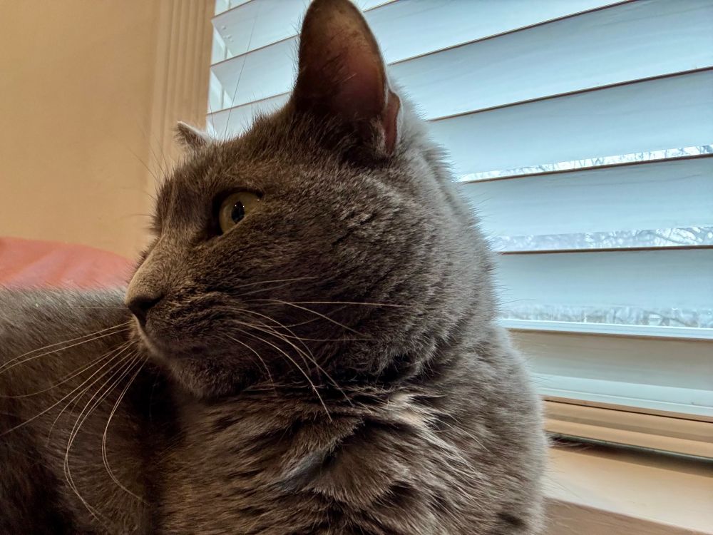 grey cat sitting in front of a window. he is looking to the side, and framed in such a way that the ear near the camera looks enormous. he has very impressive whiskers.