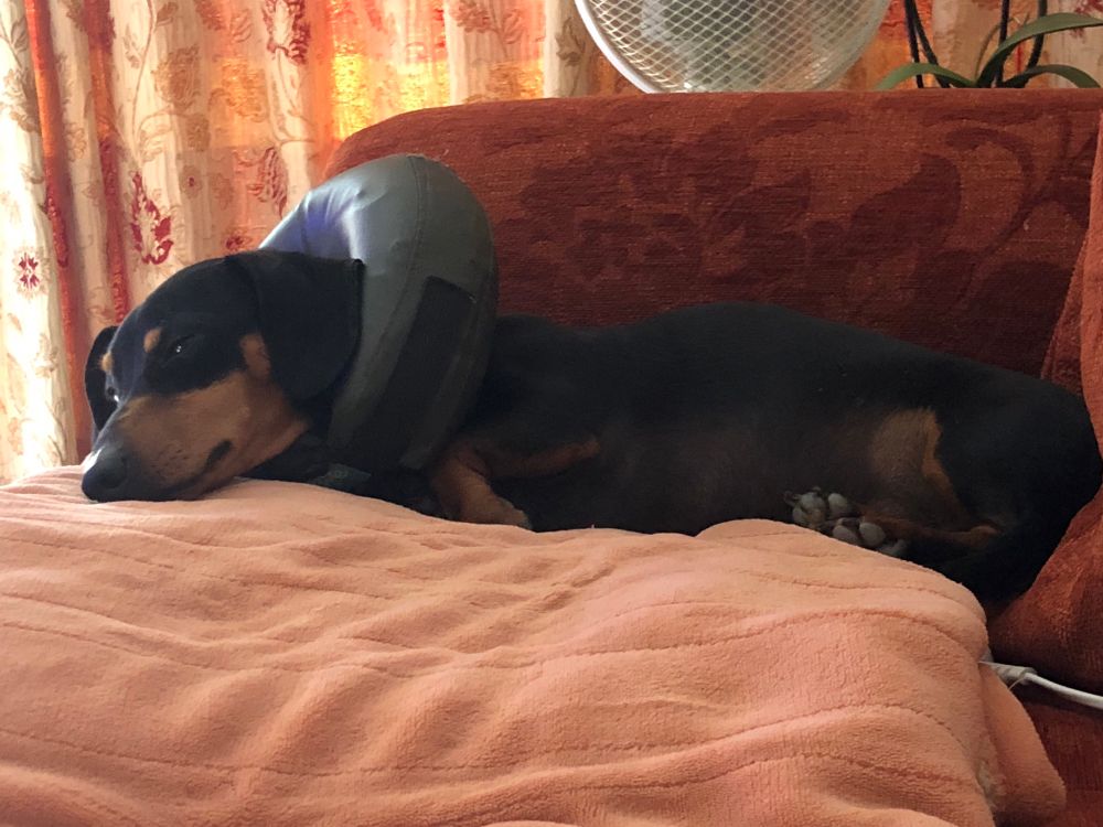 Short haired, black and tan, mini dachshund asleep on his side in a peach fleece blanket. 
