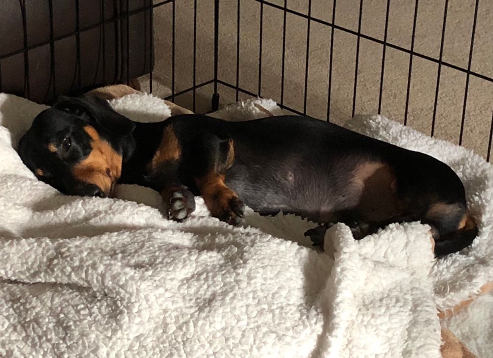 Short haired, black and tan, mini dachshund asleep on his side in a cream fleece blanket. 
