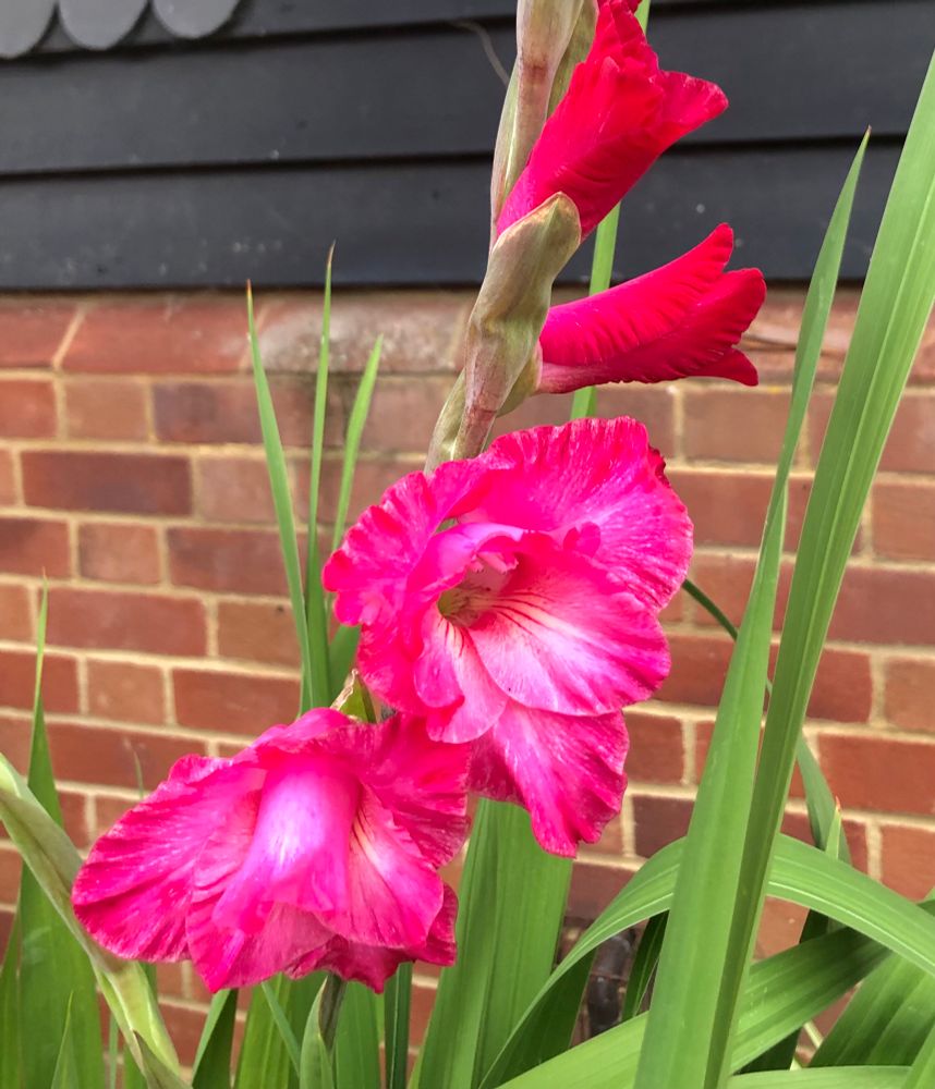 Close up of two hot pink gladioli blooms. 