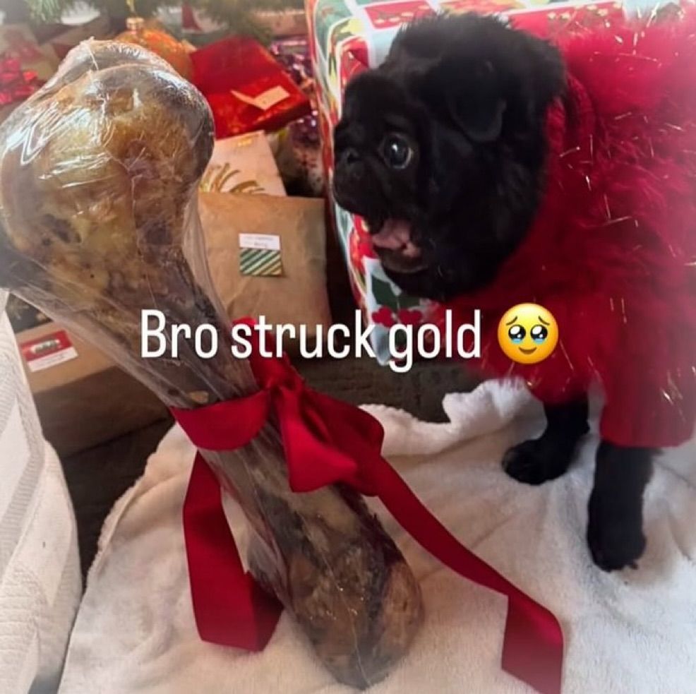 black fur pug shocked at giant bone with the caption: "bro struck gold"