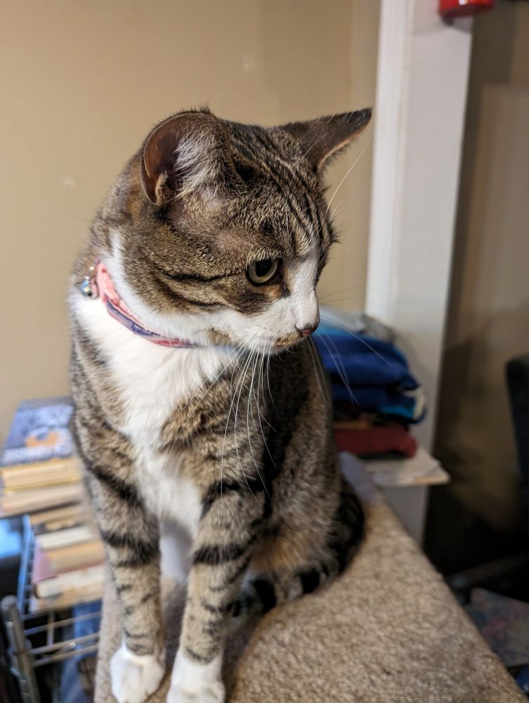 Large grey Tabby and white cat.