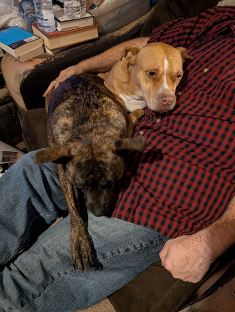 Two pit bulls sharing their dad's lap. 