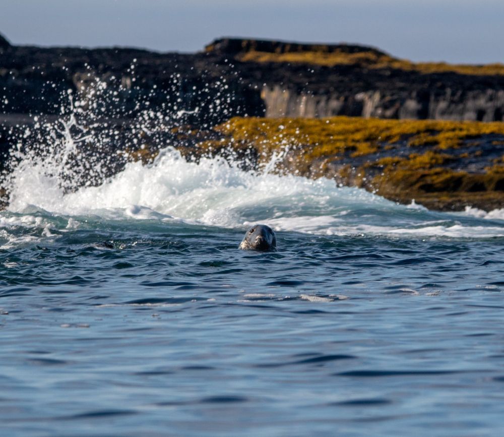 A grey seal with a long snout pokes its head above the surface of choppy ocean water near a rocky, seaweed-covered shoreline off Nova Scotia’s coast.
